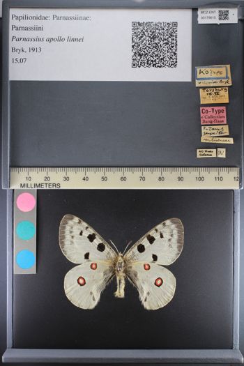 Media type: image;   Entomology 179610